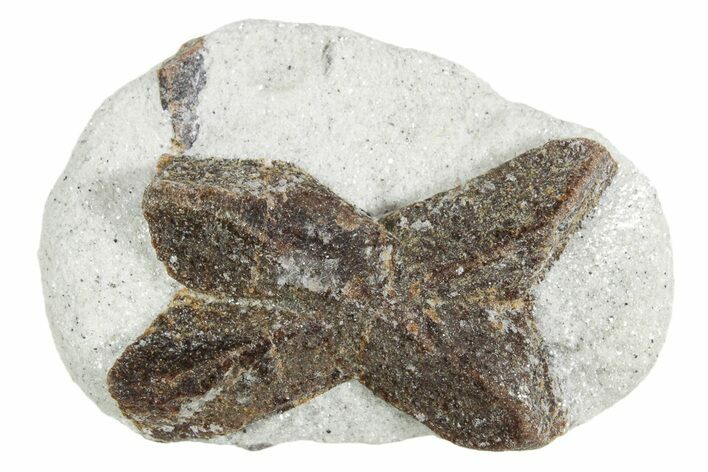 Twinned Staurolite Cross In Glittering Mica-Schist - Russia #356586